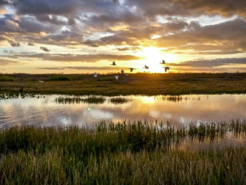Visit Muthurajawela Wetlands Scenic Boat Ride & Birdwatching - Practical Tips for Your Visit