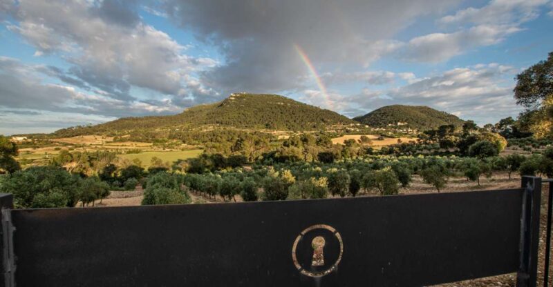 Visit of the Olive Grove, Olive Oil Tasting and Snack - Experience Highlights