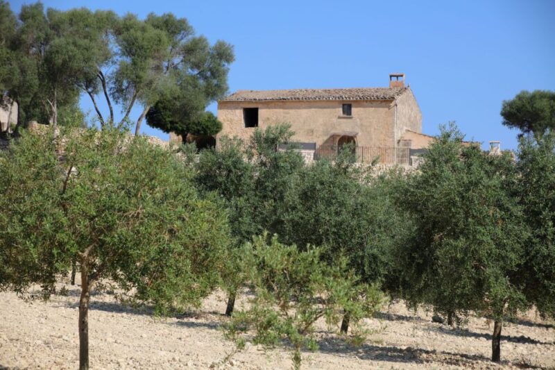 Visit of the Olive Grove, Olive Oil Tasting and Snack - Customer Reviews