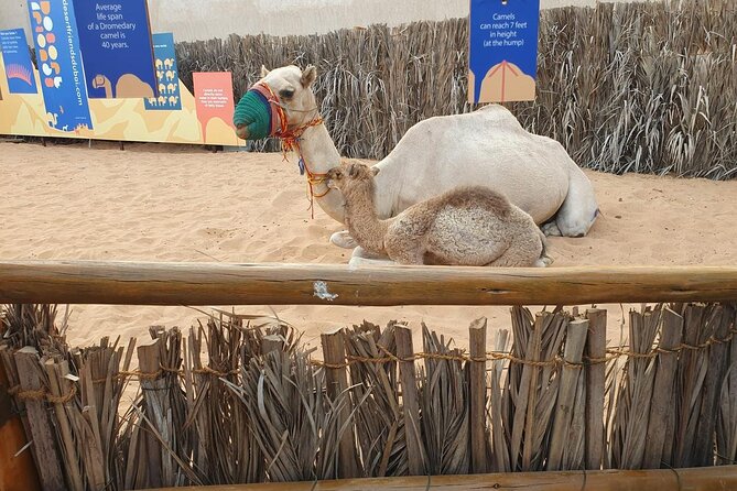 Visit Old Dubai History, Culture, Neighborhood Walking Tour - Exploring Old Dubai