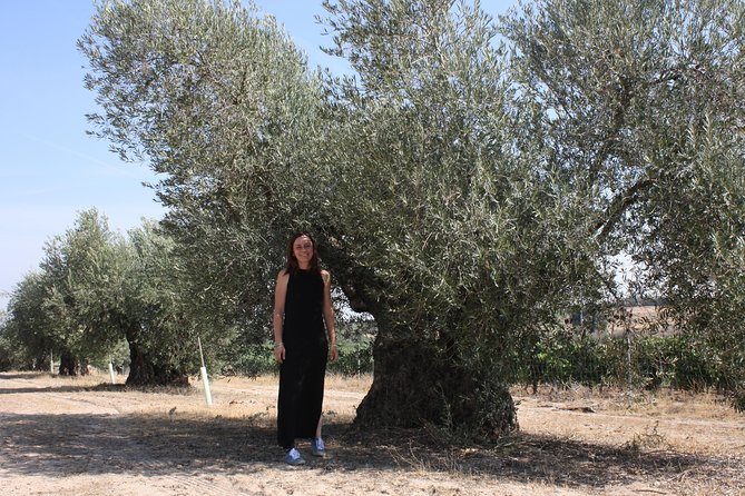 Visit Olive Grove Centenary With Oil Tasting Course - Olive Oil Production Process
