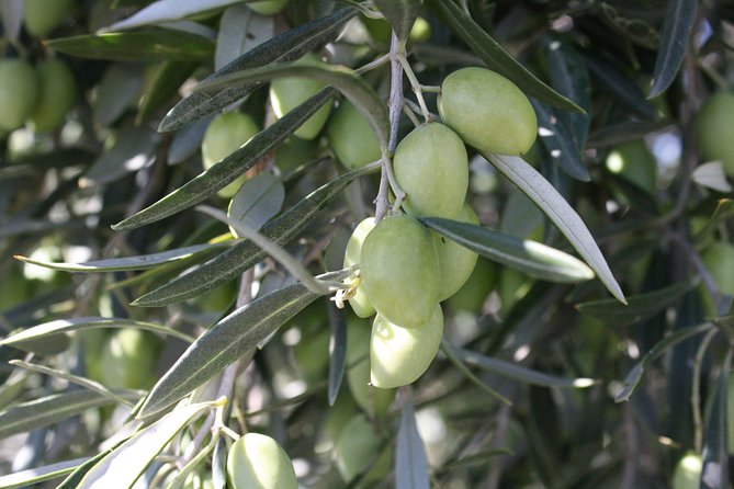 Visit Olive Grove Centenary With Oil Tasting Course - Booking and Cancellation Policy
