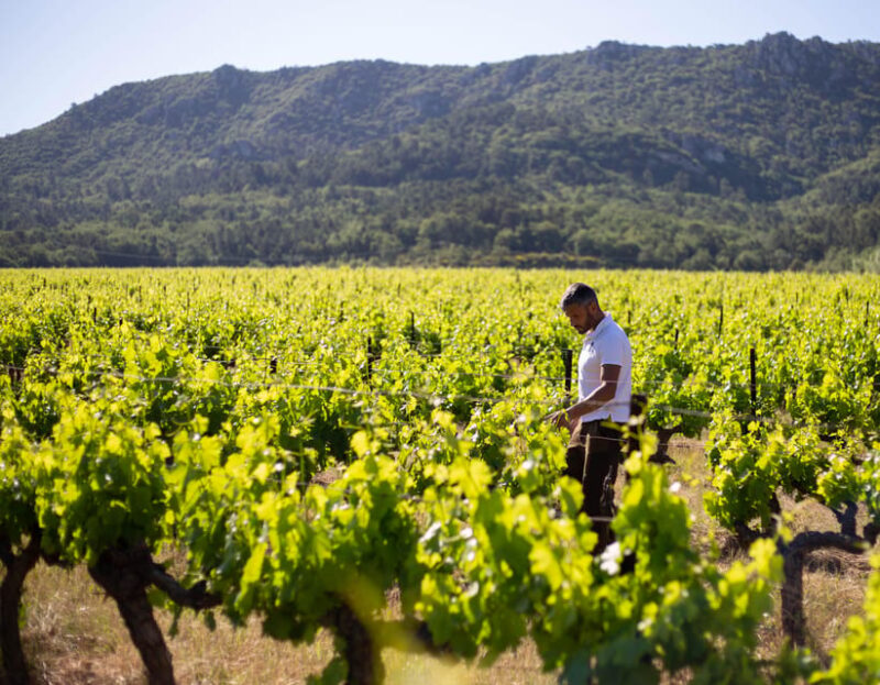 Visit One of Provences Most Modern Wineries at Lescarelle! - Exploring the Magnificent Barrel Cellar