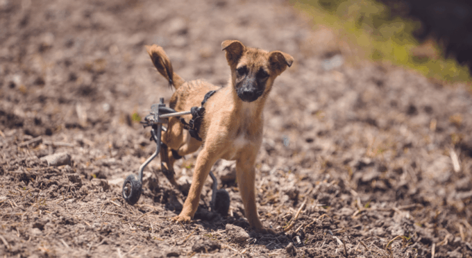 Visit Our Non-Profit Animal Sanctuary in Kathmandu! - Cancellation Policy