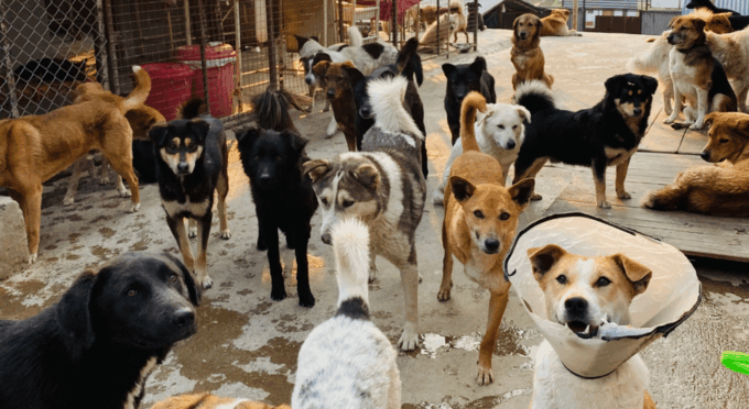 Visit Our Non-Profit Animal Sanctuary in Kathmandu! - Weather Policy