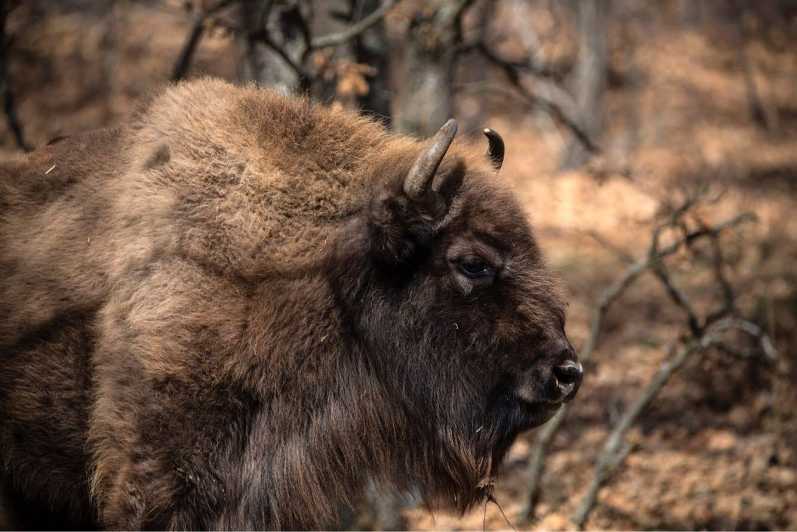 Visit Paleolithic Alive 4x4 - Key Points