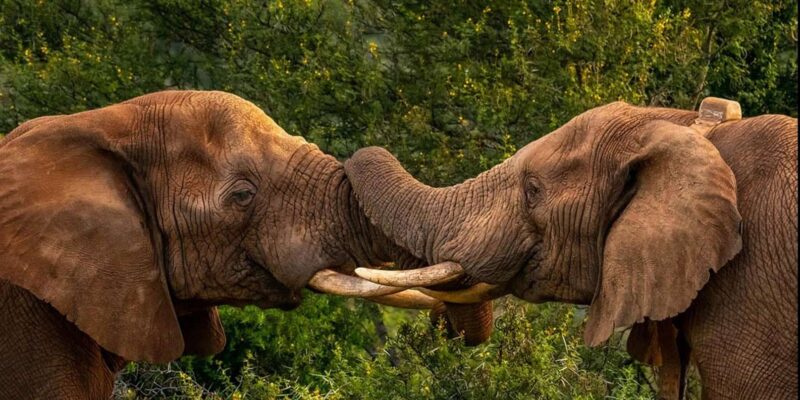 Visit Port Elizabeth :Addo Elephant Park Wildlife Safari - Key Points