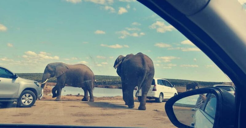 Visit Port Elizabeth :Addo Elephant Park Wildlife Safari - Tour Overview