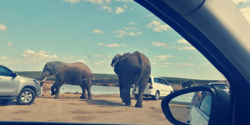 Visit Port Elizabeth :Addo Elephant Park Wildlife Safari - Booking Information