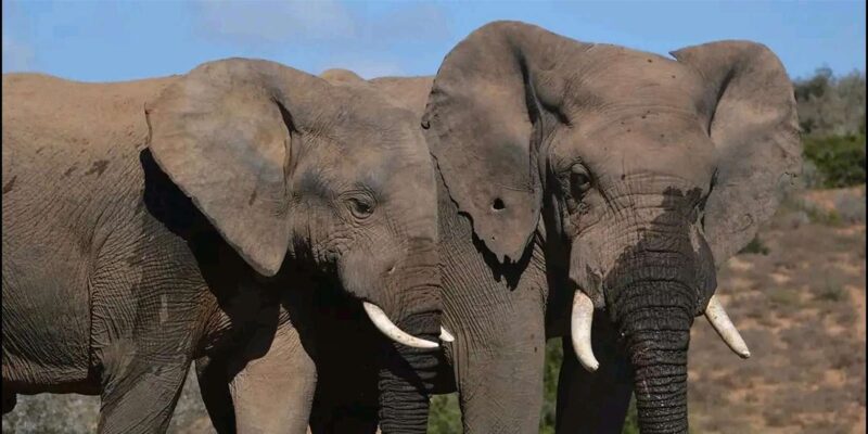 Visit Port Elizabeth :Addo Elephant Park Wildlife Safari - Important Information