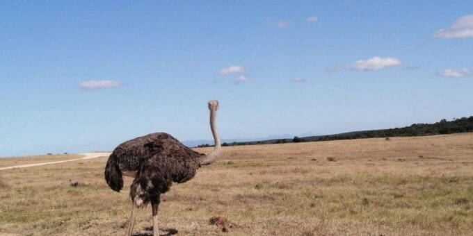 Visit Port Elizabeth :Addo Elephant Park Wildlife Safari - Explore Addo Elephant Park