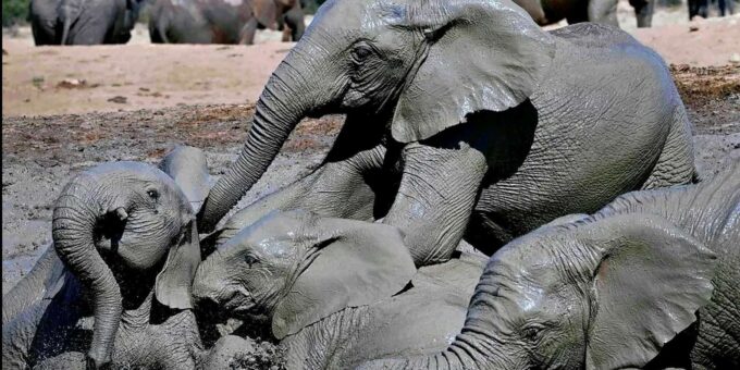 Visit Port Elizabeth :Addo Elephant Park Wildlife Safari - Frequently Asked Questions