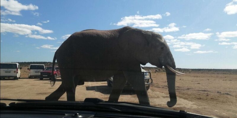 Visit Port Elizabeth :Addo Elephant Park Wildlife Safari - Key Points