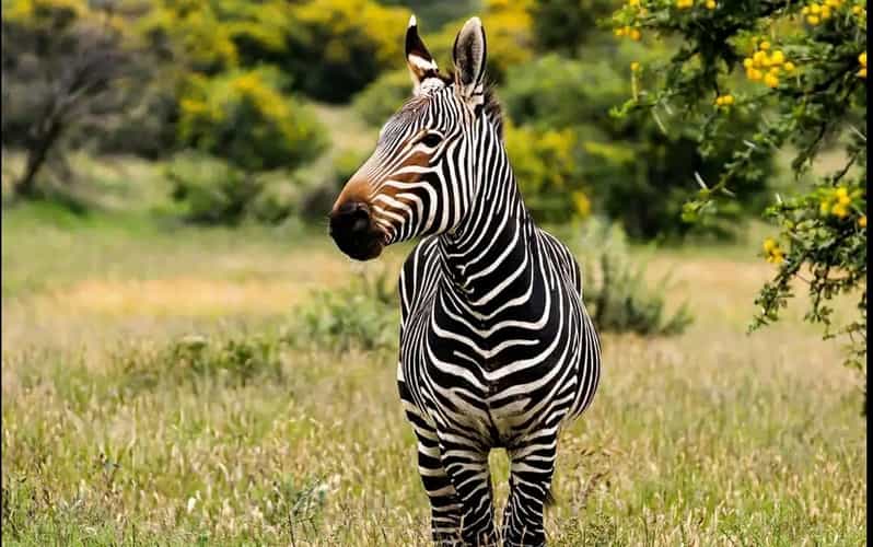 Visit Port Elizabeth :Addo Elephant Park Wildlife Safari - Wildlife Experience