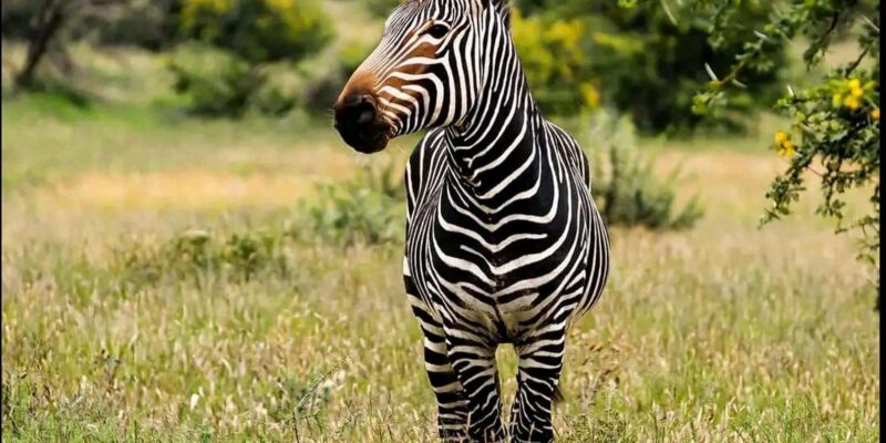 Visit Port Elizabeth :Addo Elephant Park Wildlife Safari - Booking and Cancellation Policy