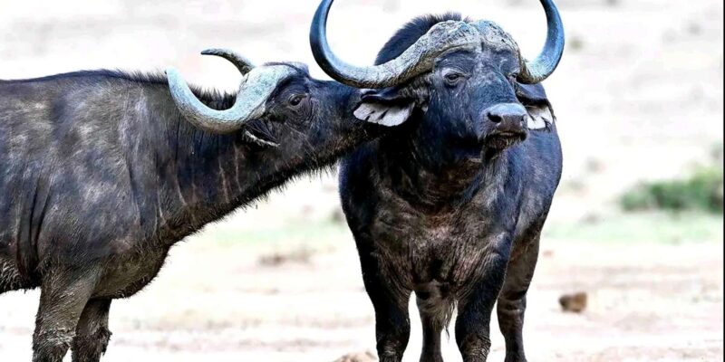 Visit Port Elizabeth :Addo Elephant Park Wildlife Safari - Customer Feedback