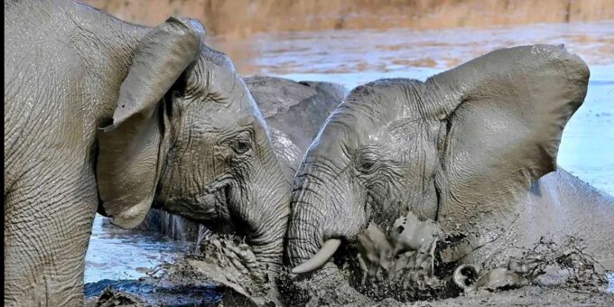 Visit Port Elizabeth :Addo Elephant Park Wildlife Safari - Safari Itinerary
