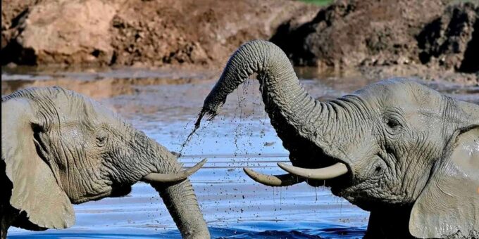 Visit Port Elizabeth :Addo Elephant Park Wildlife Safari - What to Bring