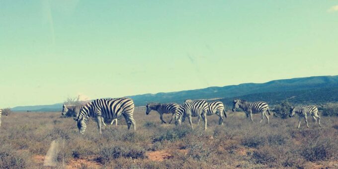 Visit Port Elizabeth :Addo Elephant Park Wildlife Safari - Getting to Addo Elephant Park