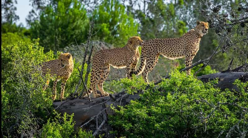 Visit Port Elizabeth: Amakhala Game Reserve Safari - Key Points