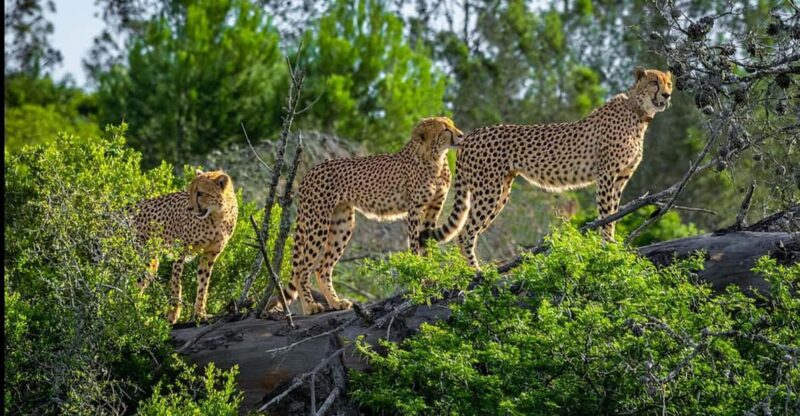 Visit Port Elizabeth: Amakhala Game Reserve Safari - Itinerary and Duration