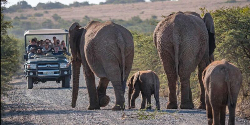 Visit Port Elizabeth: Amakhala Game Reserve Safari - Pickup and Transportation