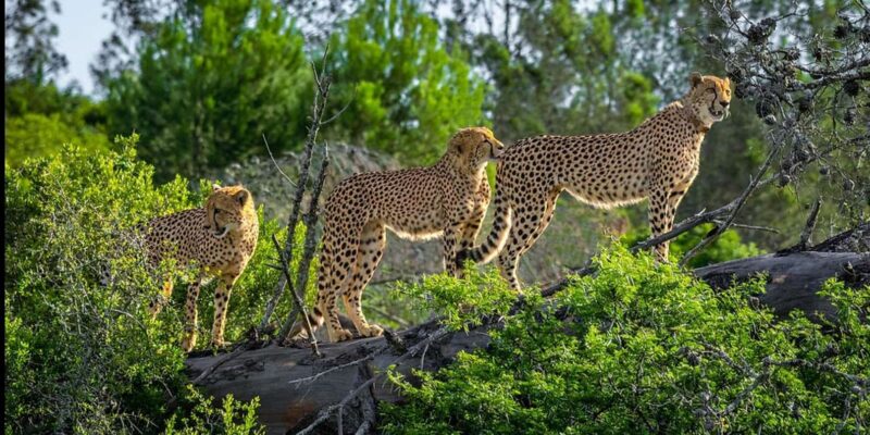 Visit Port Elizabeth: Amakhala Game Reserve Safari - Frequently Asked Questions