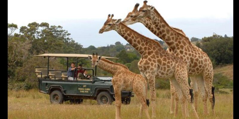Visit Port Elizabeth :Kragga Kamma Private Wildlife Safari - Key Points