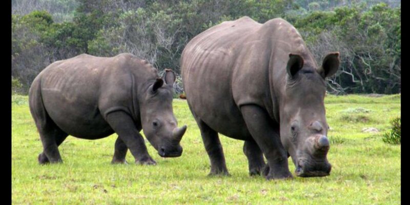 Visit Port Elizabeth :Kragga Kamma Private Wildlife Safari - Highlights of the Tour