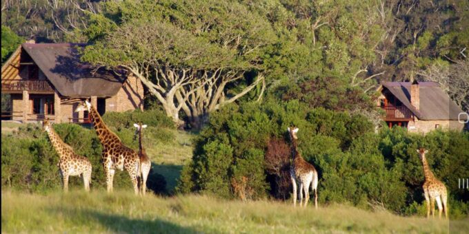 Visit Port Elizabeth :Kragga Kamma Private Wildlife Safari - Safari Experience and Wildlife