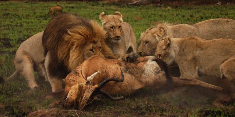 Visit Port Elizabeth: Schotia Private Game Wildlife Safari - Activity Overview