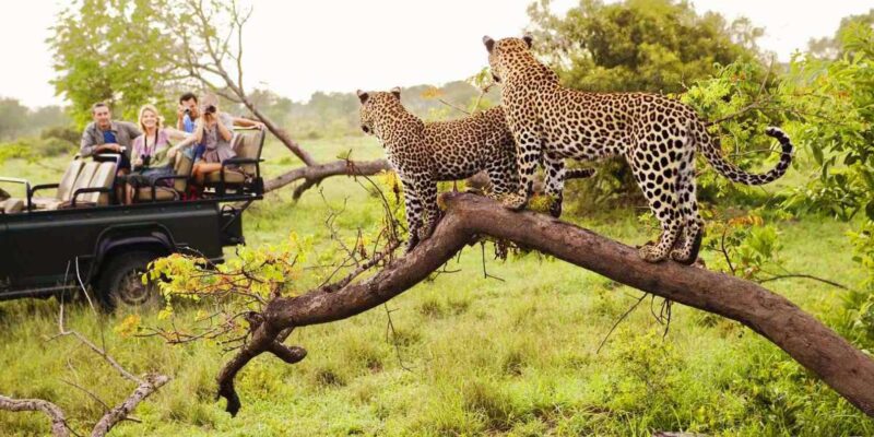 Visit Port Elizabeth: Schotia Private Game Wildlife Safari - Booking and Cancellation Policy