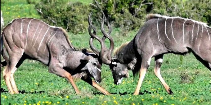 Visit Port Elizabeth: Schotia Private Game Wildlife Safari - Getting to Schotia Reserve