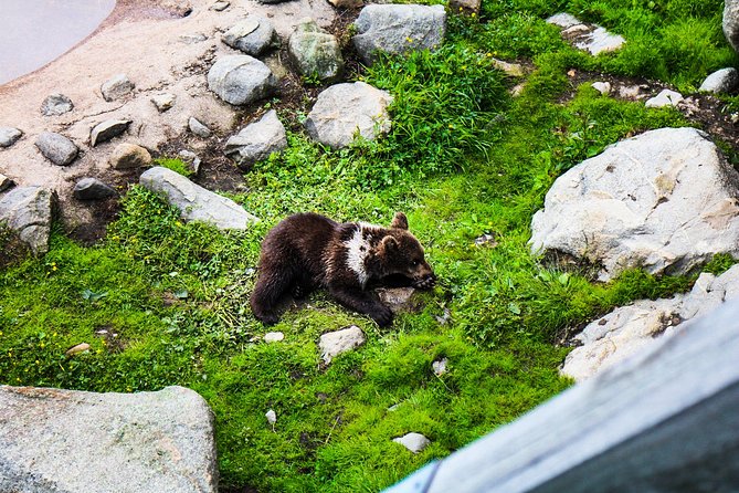 Visit Ranua Arctic Wildlife Park - Meeting and Pickup