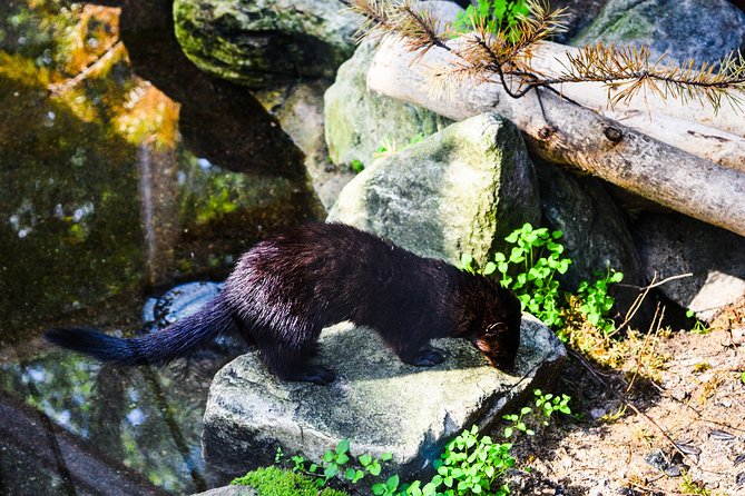 Visit Ranua Arctic Wildlife Park - Transportation and Guidance