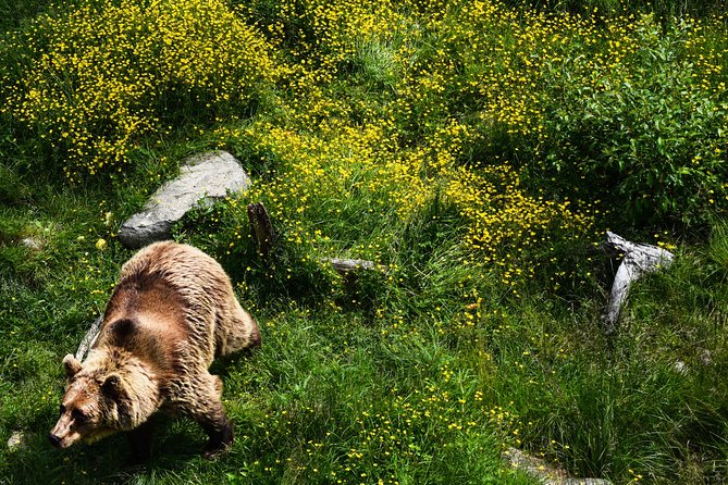 Visit Ranua Arctic Wildlife Park - Lunch and Snacks
