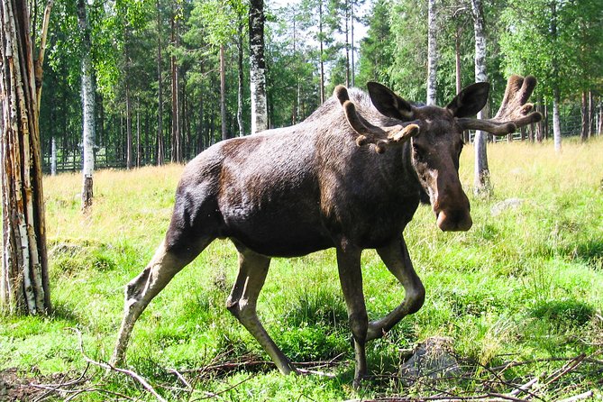 Visit Ranua Arctic Wildlife Park - Reviews and Ratings