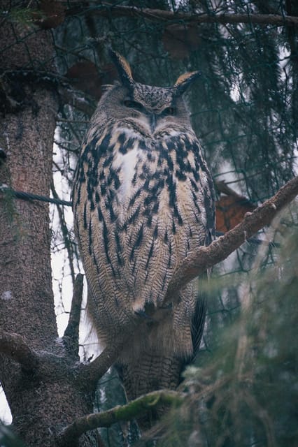 Visit Ranua Zoo With Photographer - Good To Know