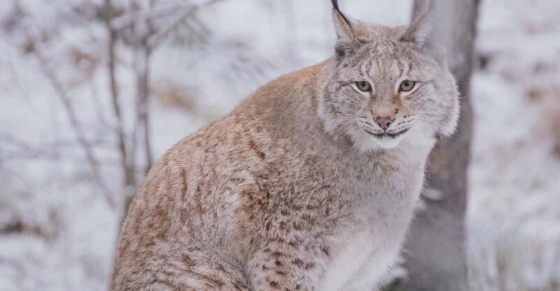 Visit Ranua Zoo With Photographer - Pricing and Reservation Details