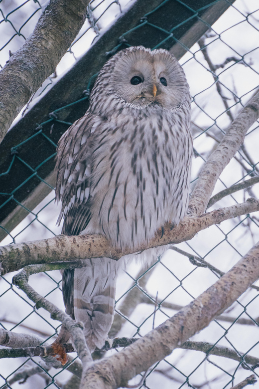 Visit Ranua Zoo With Photographer - Encounter Iconic Northern Animals