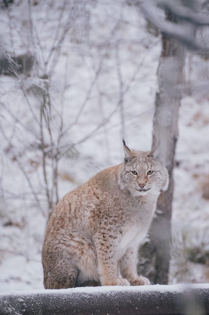 Visit Ranua Zoo With Photographer - High-Quality Pictures After Tour