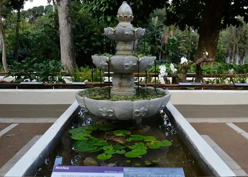 Visit Rio's Botanical Garden: Nature, History, and Wildlife - Immersive Japanese Garden Experience