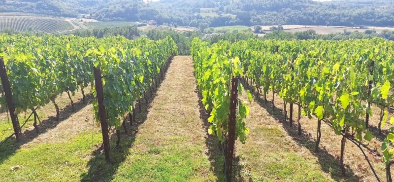 Visit Siena and San Gimignano With Lunch at a Family Farm - Transportation and Inclusions