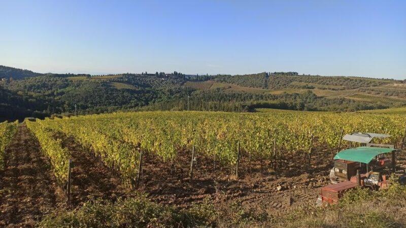 Visit Siena and San Gimignano With Lunch at a Family Farm - Experience and Highlights