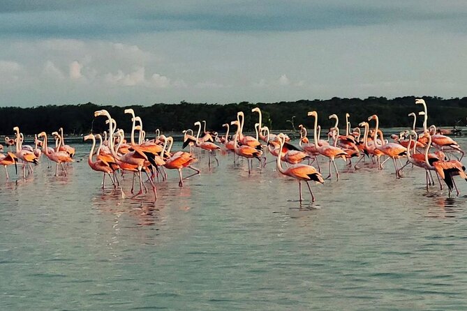 Visit Sisal With Kayak and Lunch From Mérida With Pickup - Pickup Details
