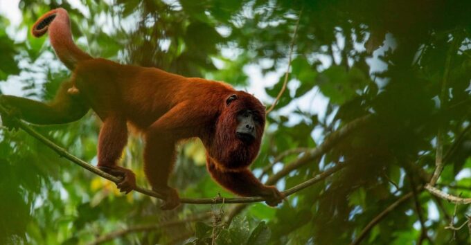 Visit Tambopata 4D - Sandoval Lake, Campfire and Hiking. - Frequently Asked Questions