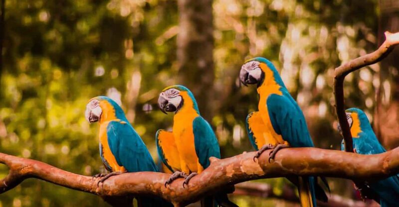 Visit the Bird Park With a Guide - Private Tour - Key Points
