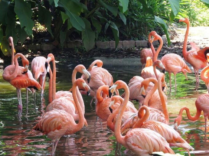 Visit the Bird Park With a Guide - Private Tour - Commitment to Conservation