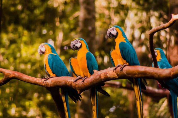 Visit the Bird Park With a Guide - Private Tour - Booking and Support
