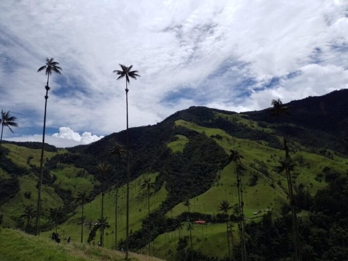 Visit the Cocora Valley and the Magic of Coffee in Salento - Discovering Cocora Valley